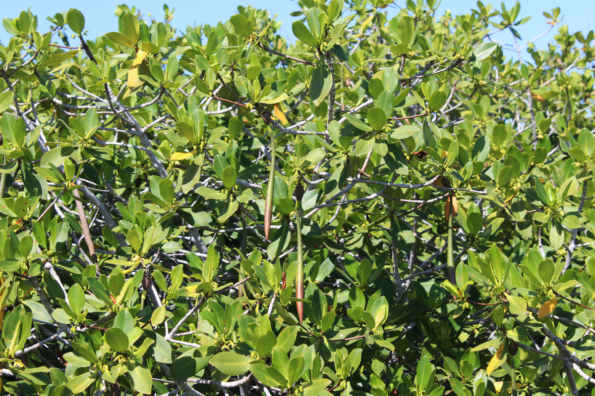 PLANTING MANGROVE FORESTS: OUR SEATREES PARTNERSHIP
